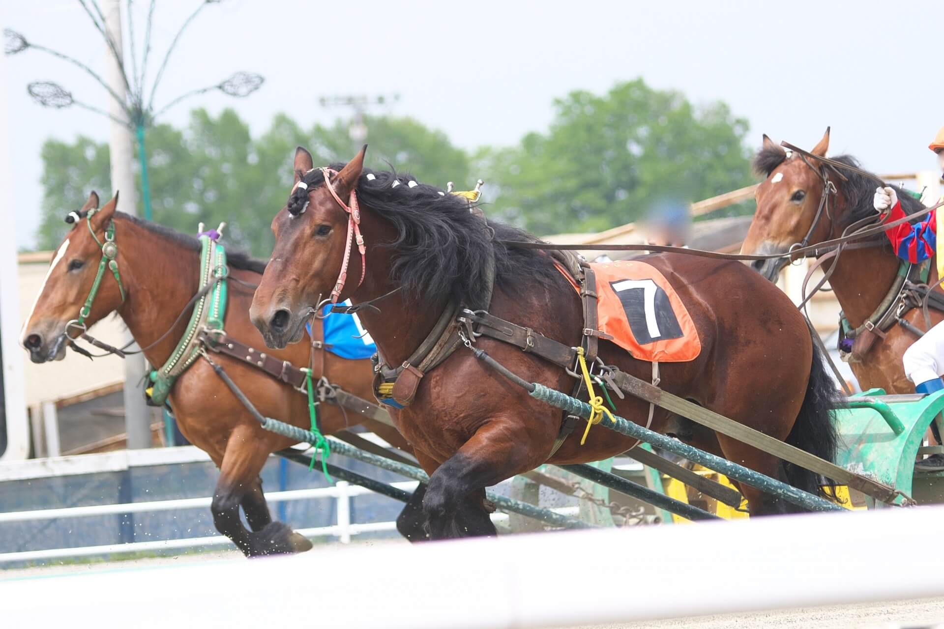 レース中の競走馬