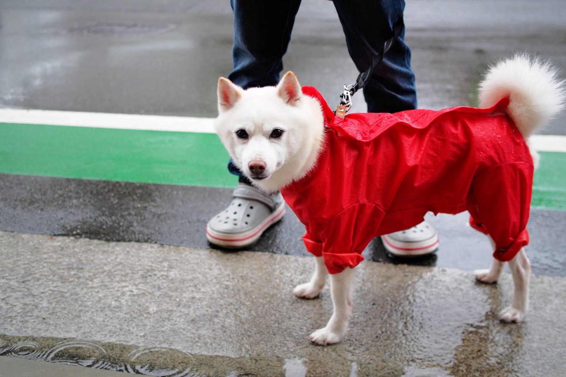 雨の日に散歩する犬